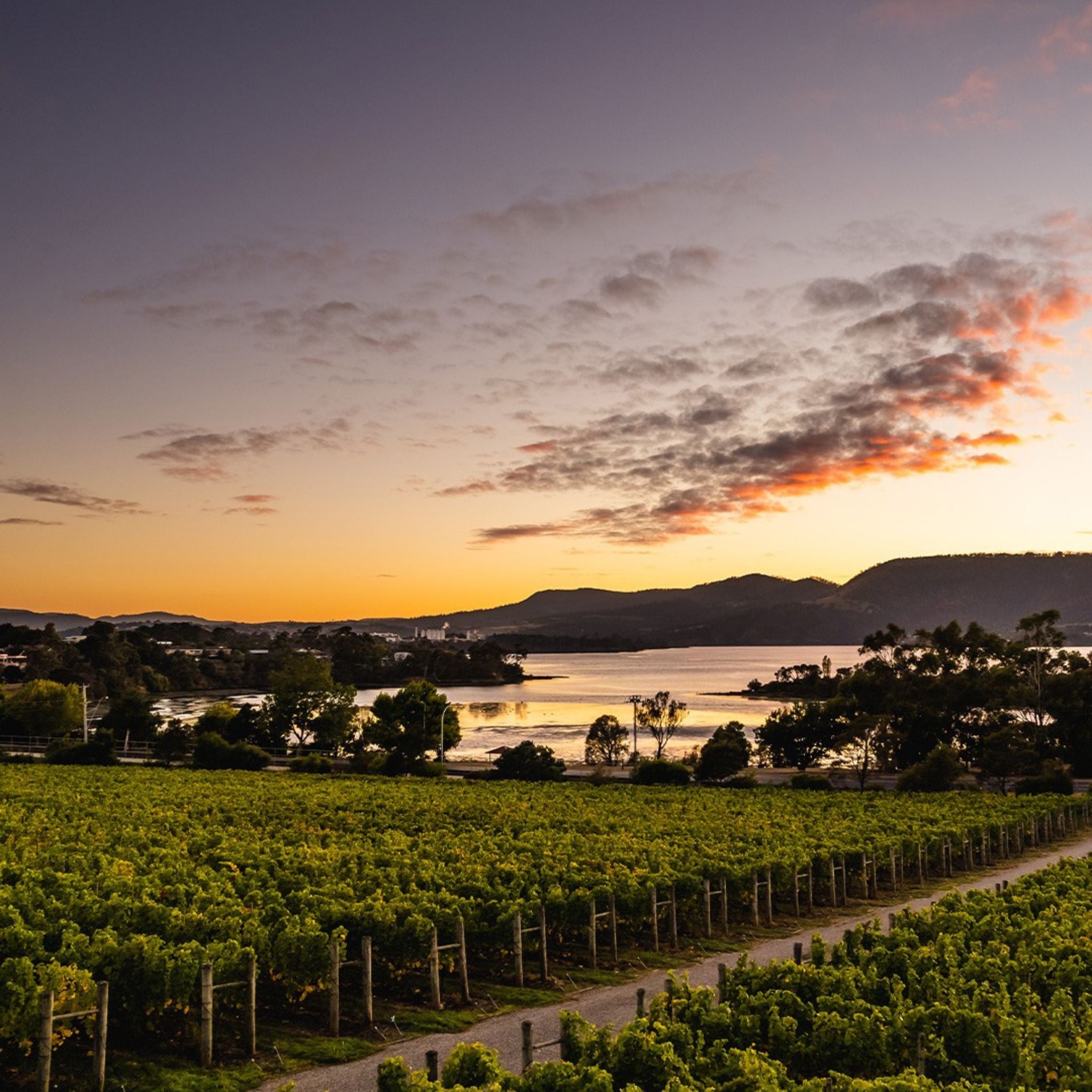 Lowestoft Estate Pinot Noir 2021