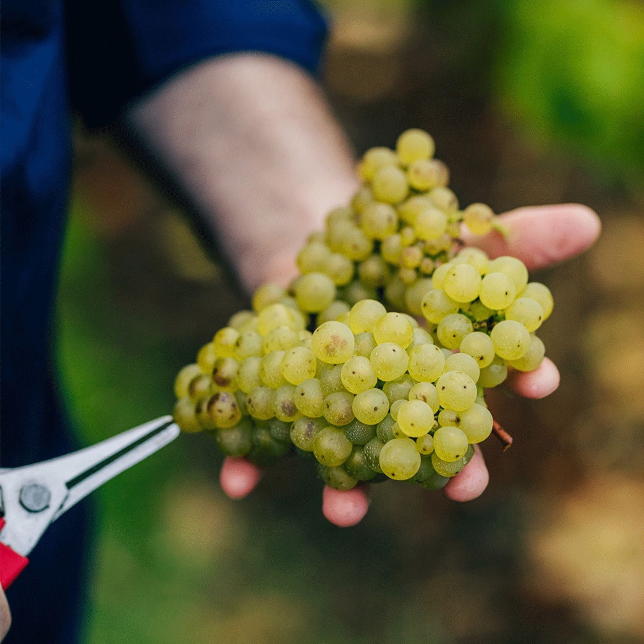 Lowestoft Estate Chardonnay 2021