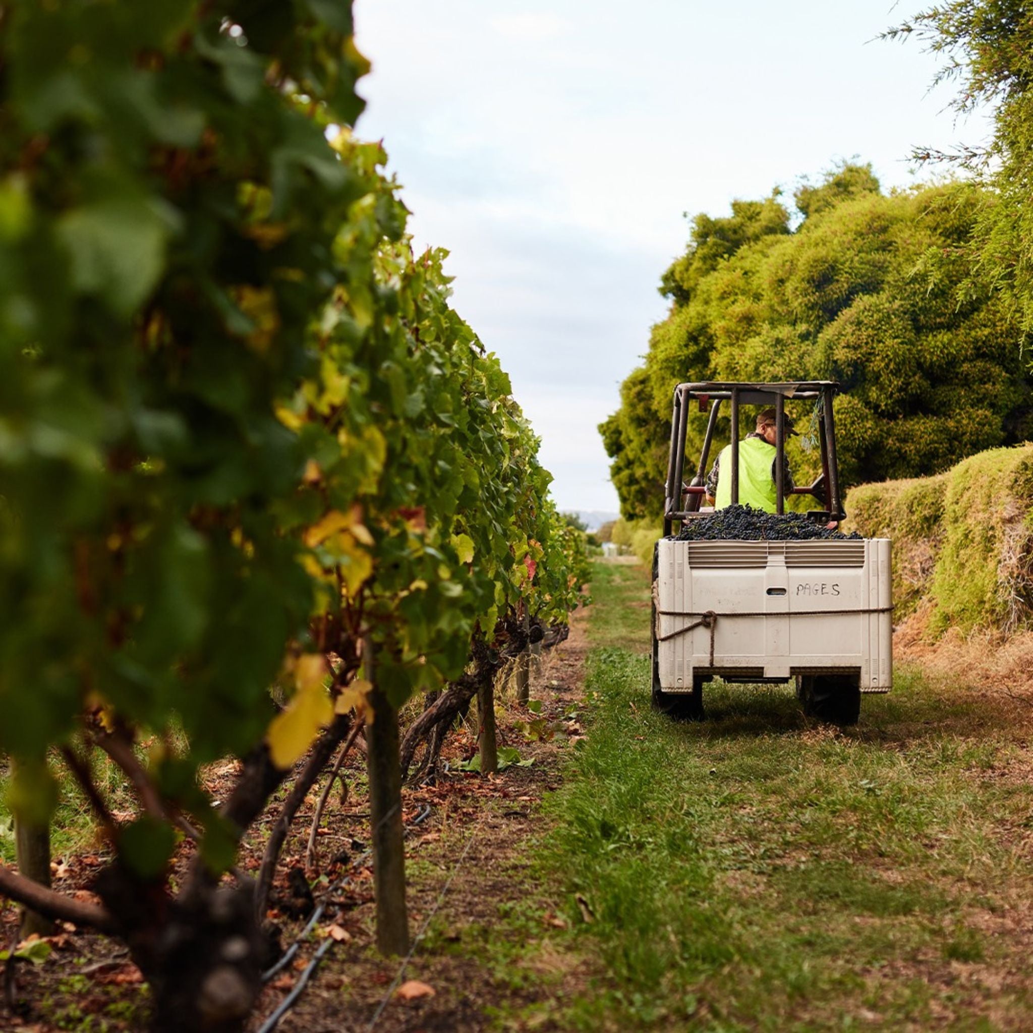 Lowestoft Estate Pinot Noir 2021