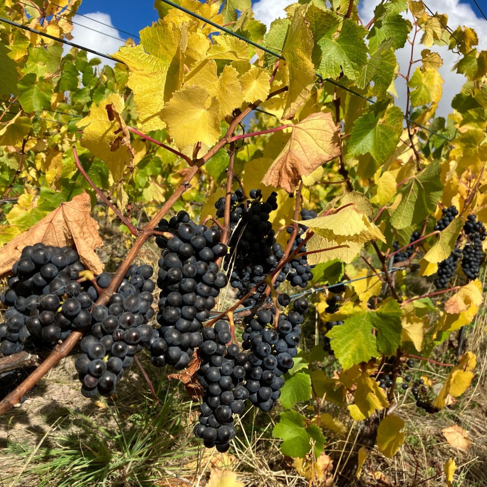 Stefano Lubiana Primavera Pinot Noir 2023