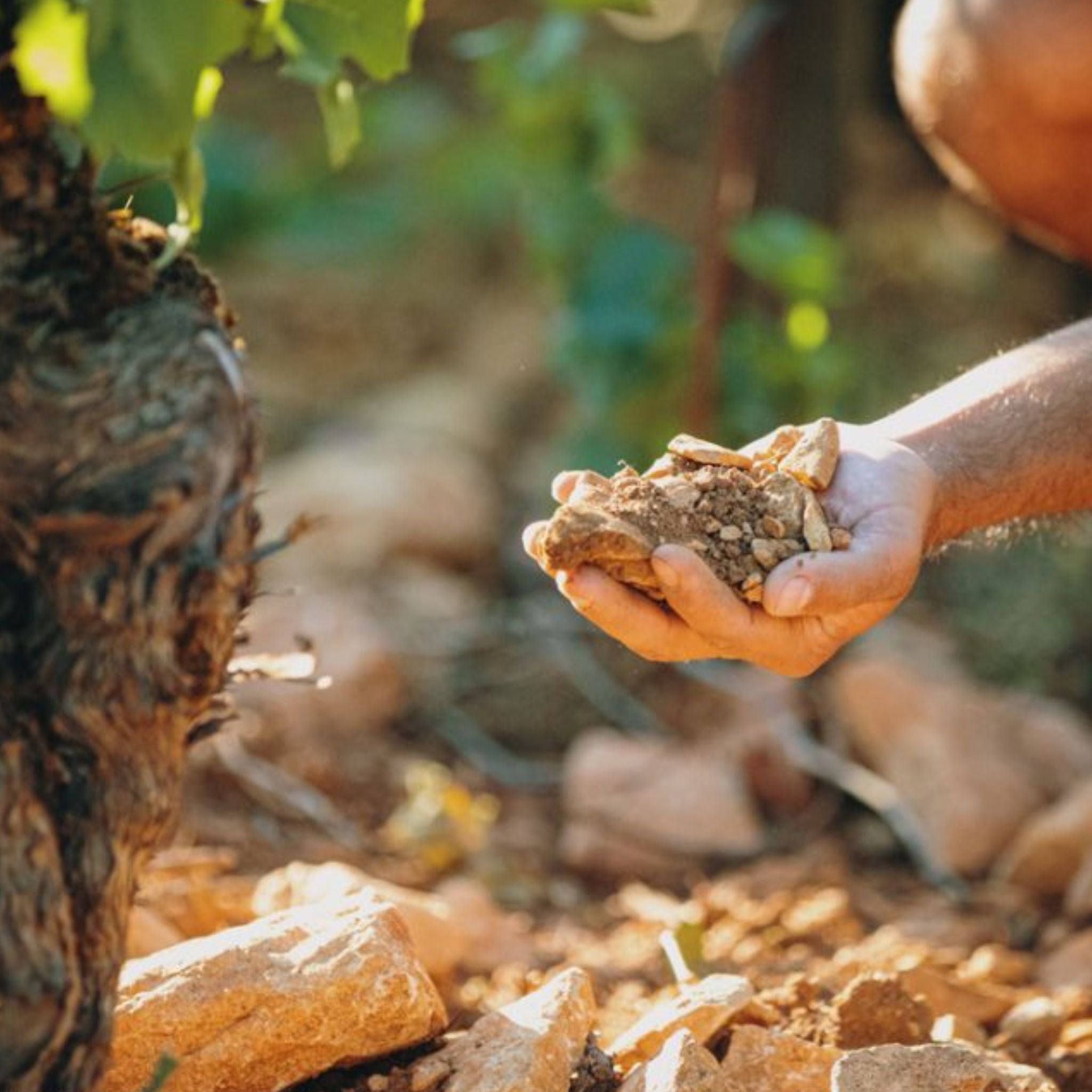 Domaine Paul Chavy Gevrey Chambertin 2022