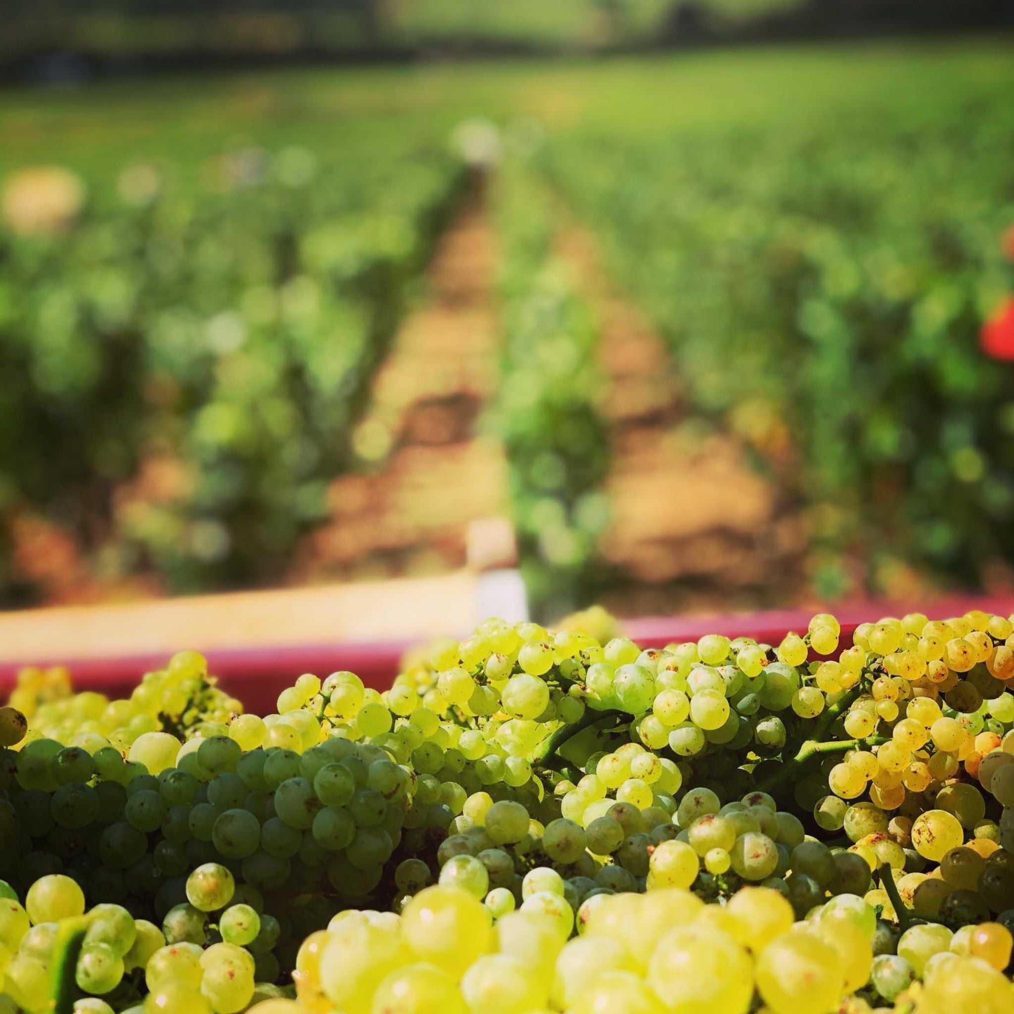 Domaine Jean-Louis Chavy Puligny Montrachet Perrieres 2022