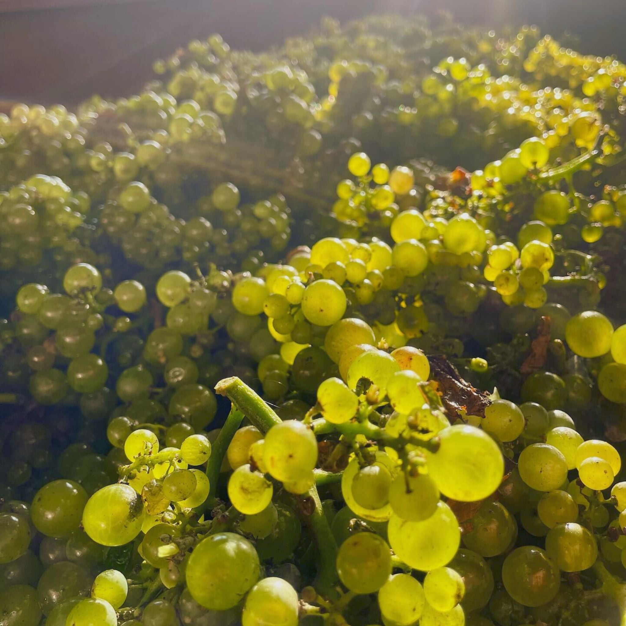 Domaine Jean-Louis Chavy Puligny Montrachet Champs Gains 2022