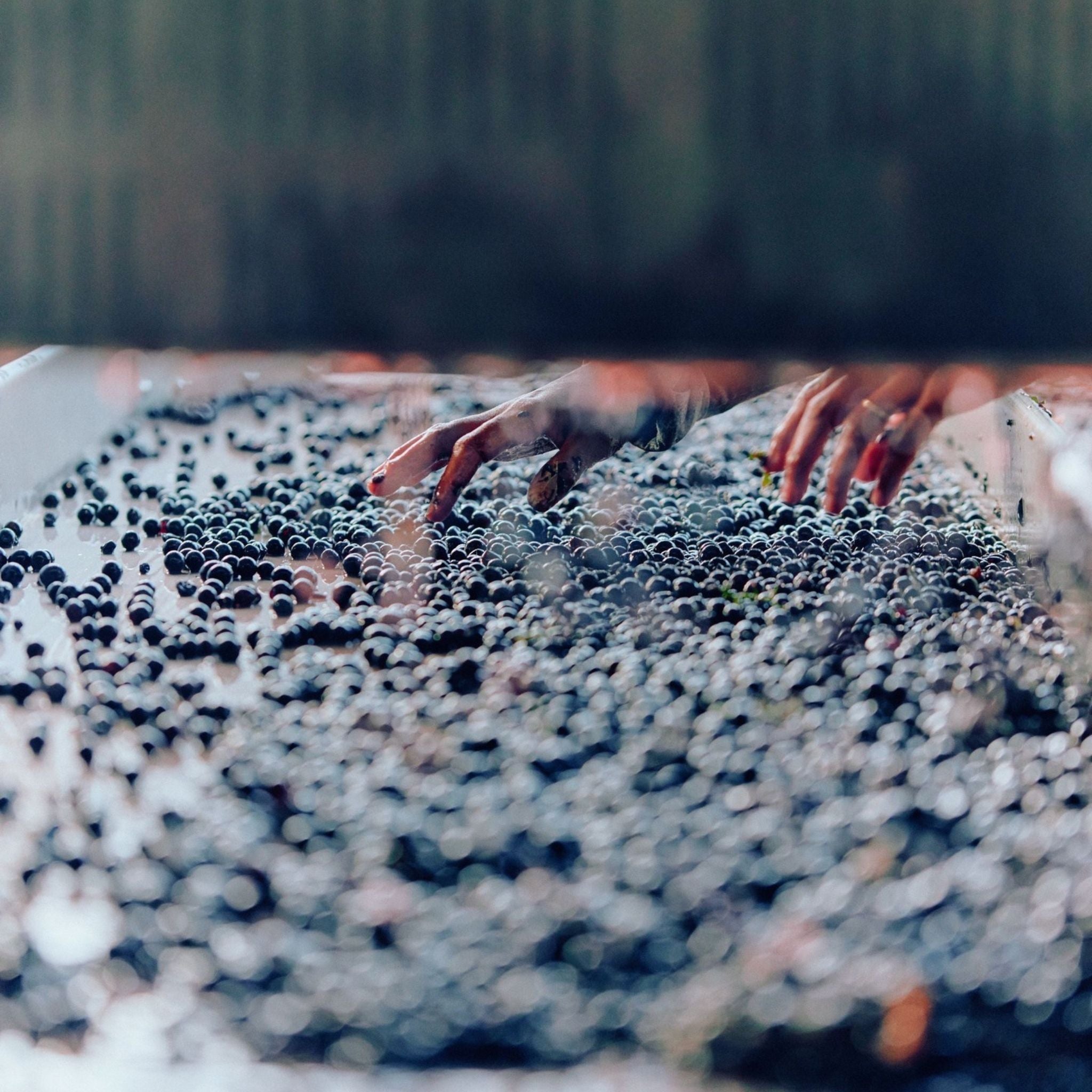 Giant Steps Yarra Valley Rose 2024