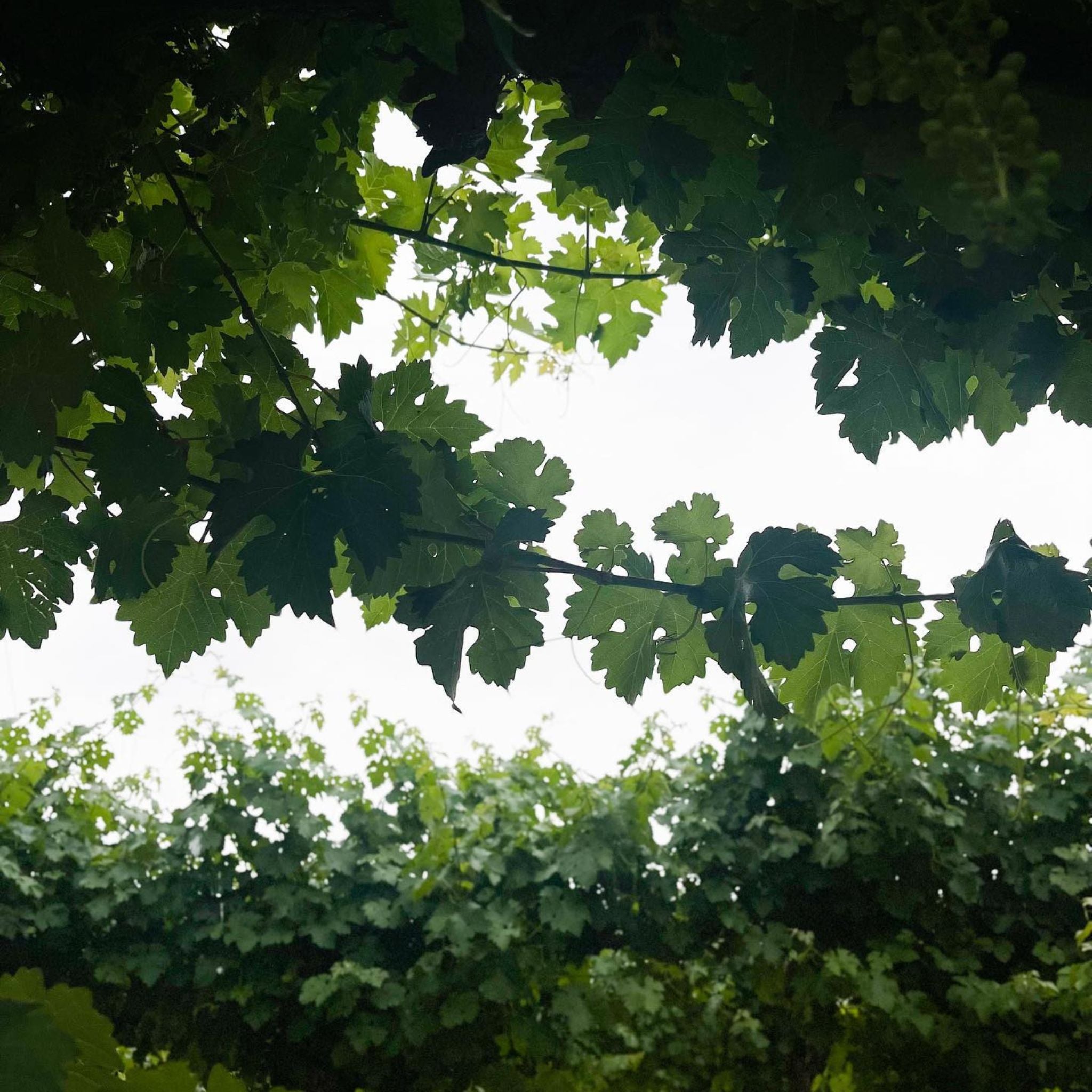 Hentley Farm The Old Legend Grenache 2023