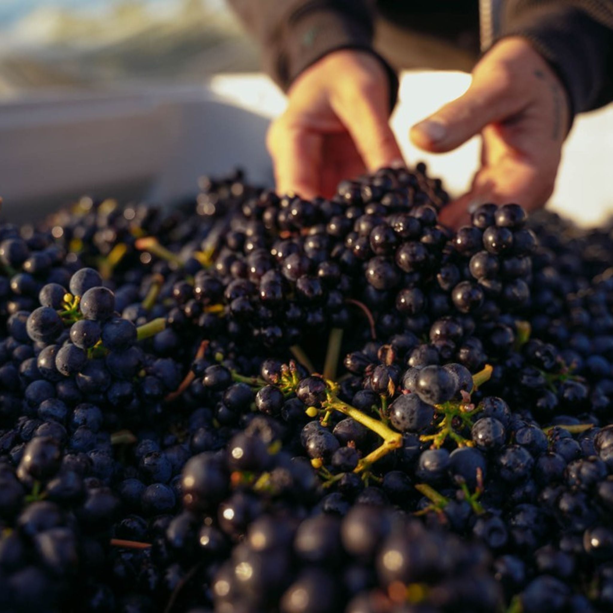 Pooley Cooinda Vale Pinot Noir 2023