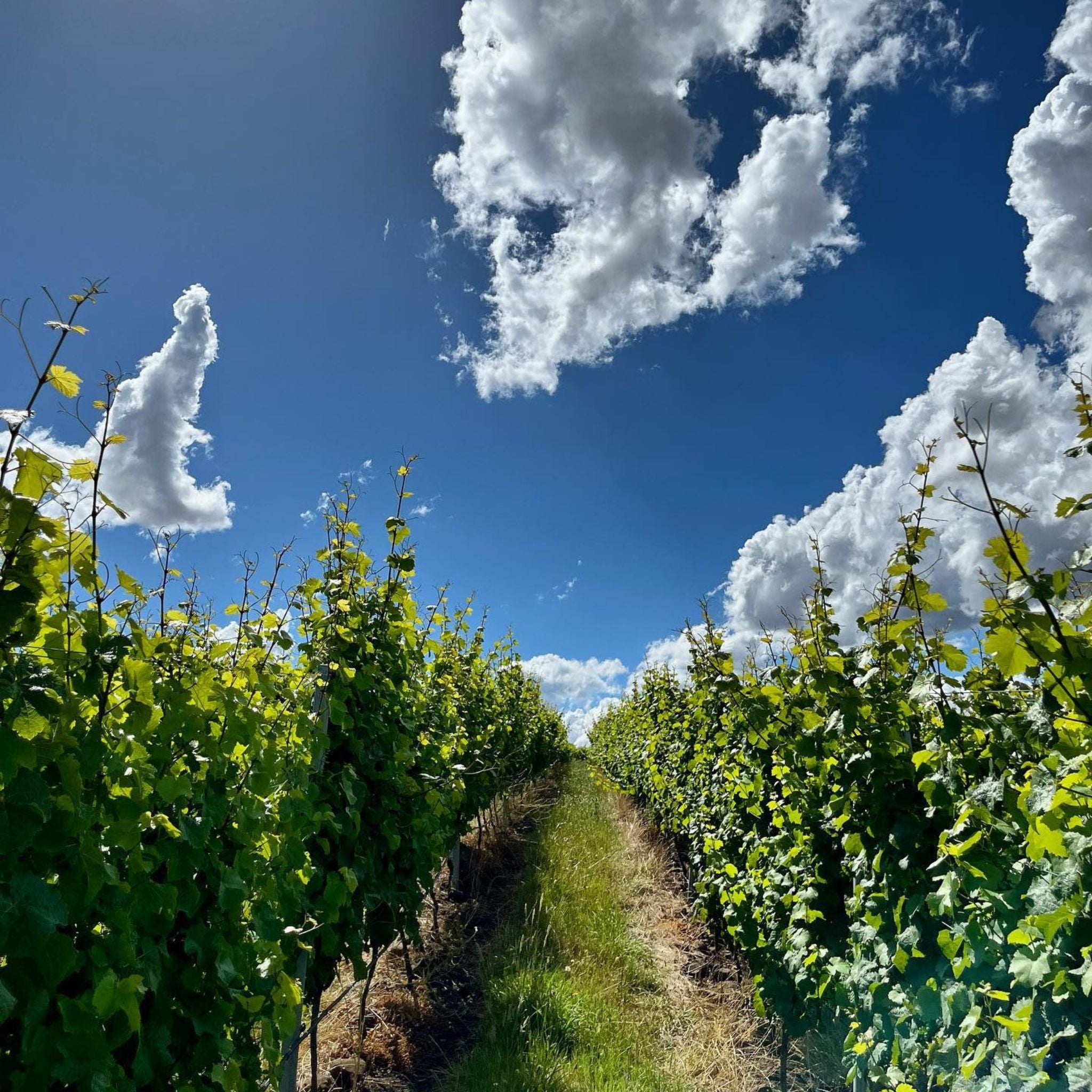 Stargazer Palisander Pinot Noir 2023