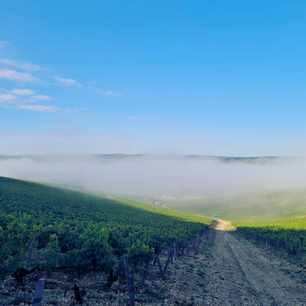 Domaine Christian Moreau Père Et Fils Chablis Vaillon 1er Cru 2023