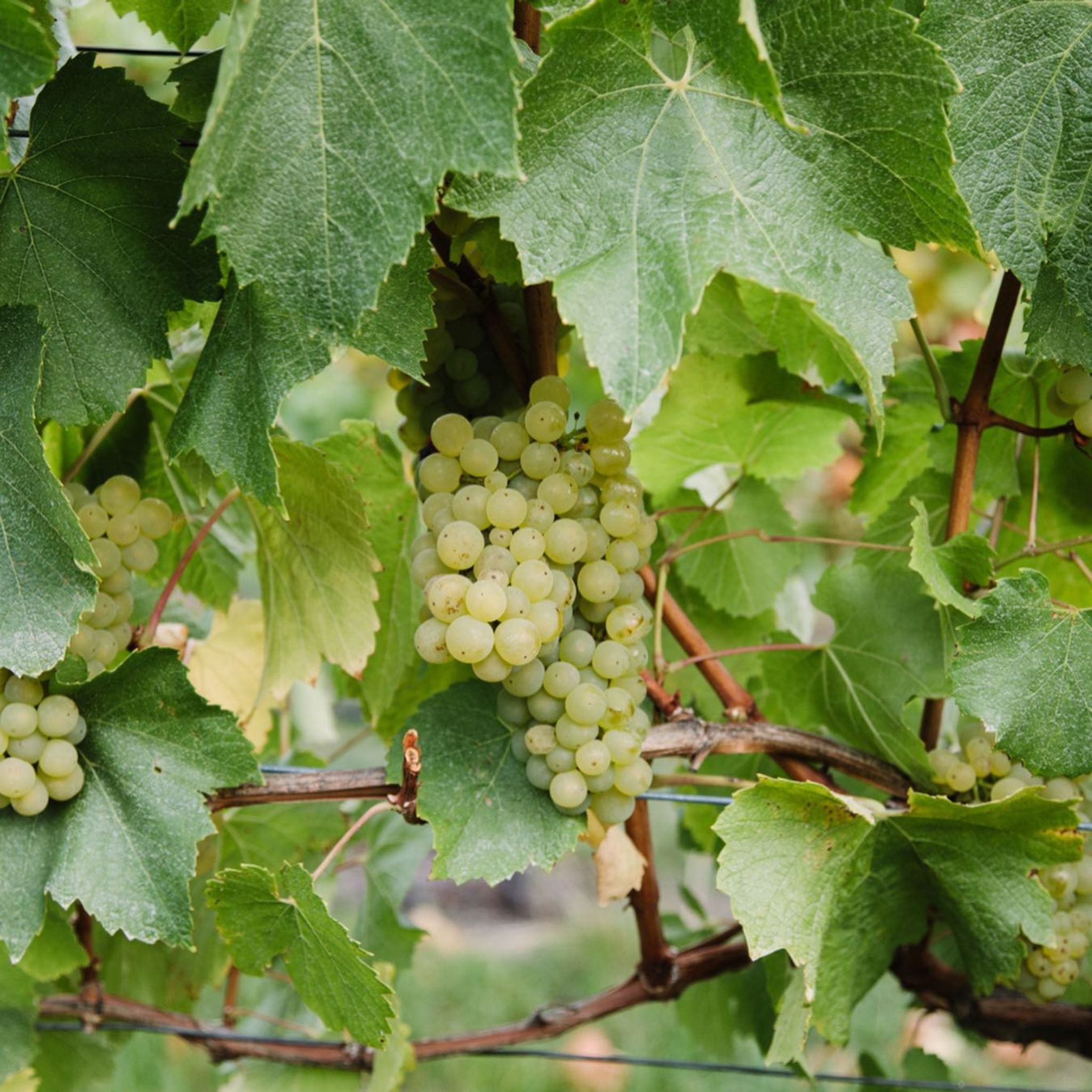 Tolpuddle Chardonnay 2023