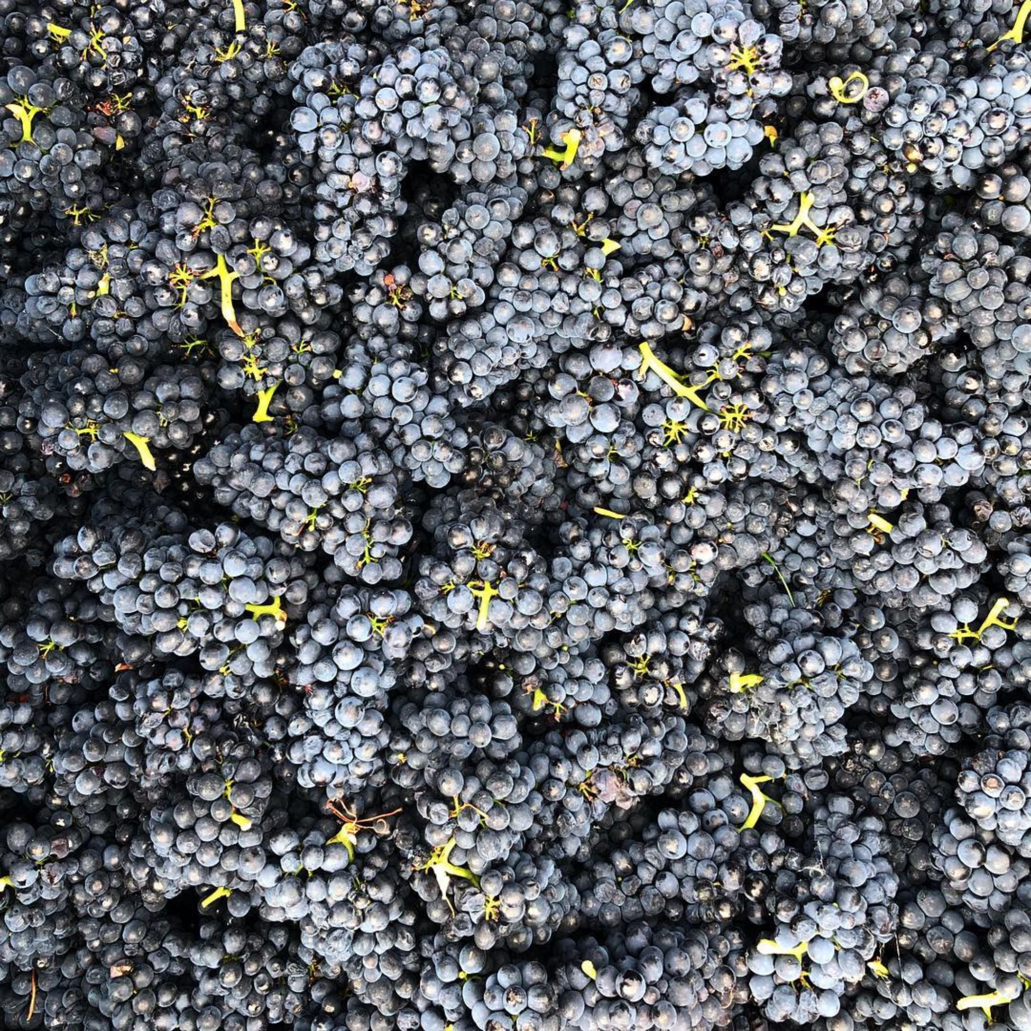 Tolpuddle Pinot Noir 2023