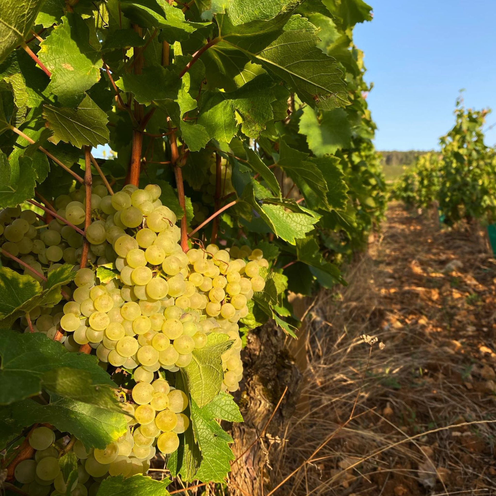 Benjamin Leroux Chassagne-Montrachet 1er Cru Les Baudines 2022