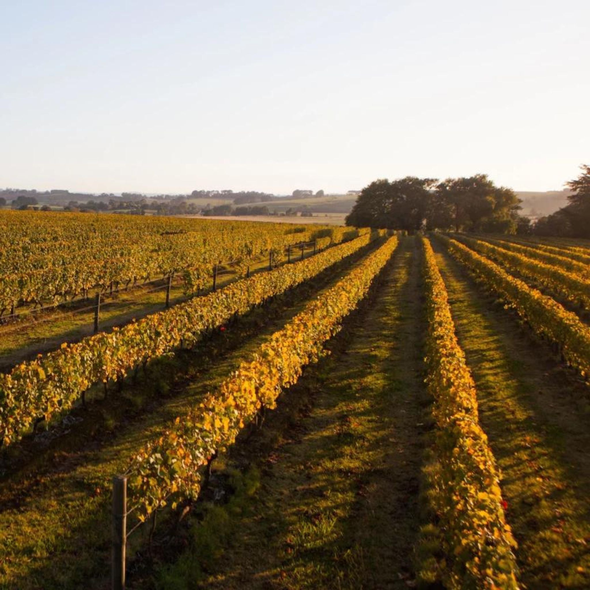 Bass Phillip Estate Chardonnay 2020 1.5L