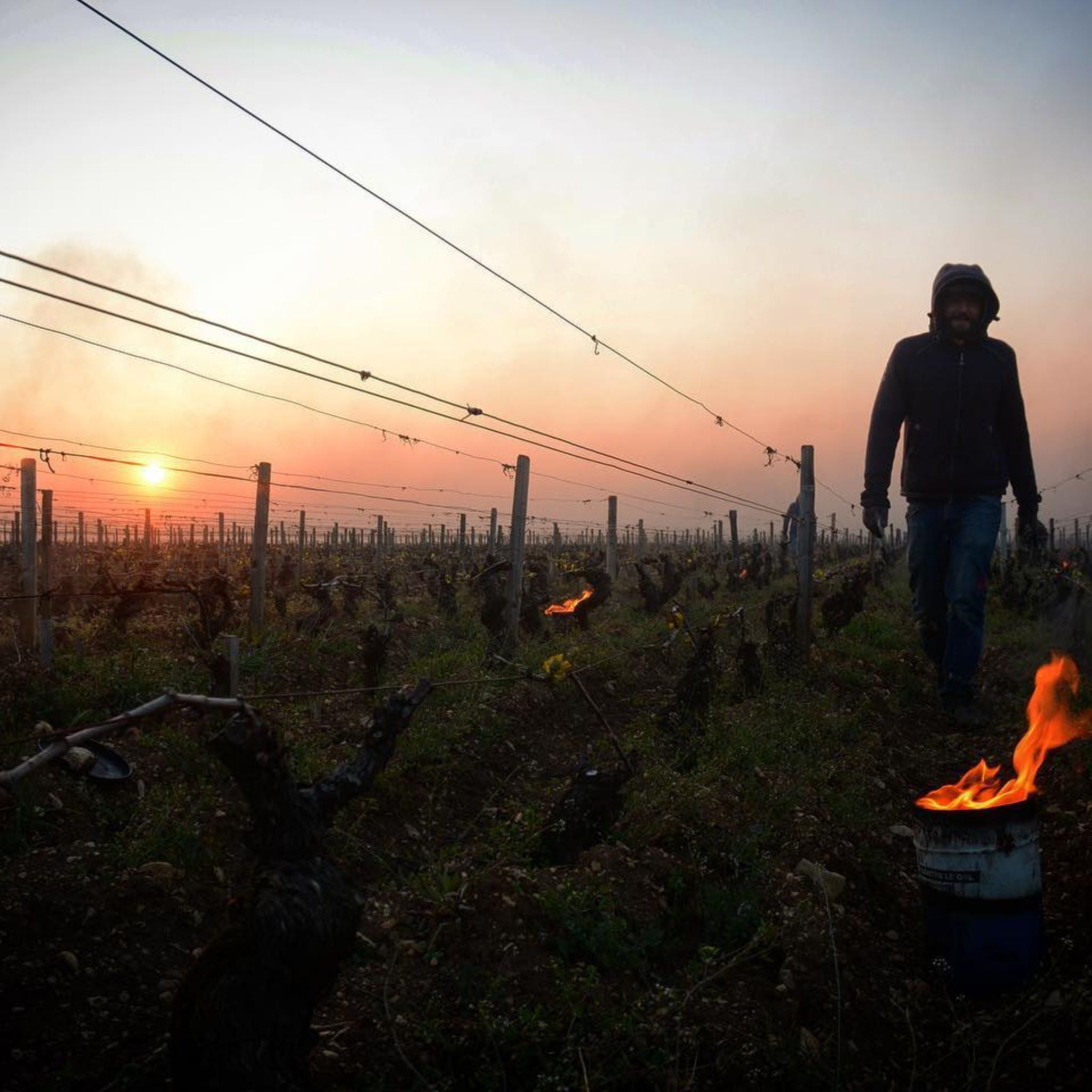 Benjamin Leroux Blagny 1er Cru La Pièce Sous Le Bois 2022