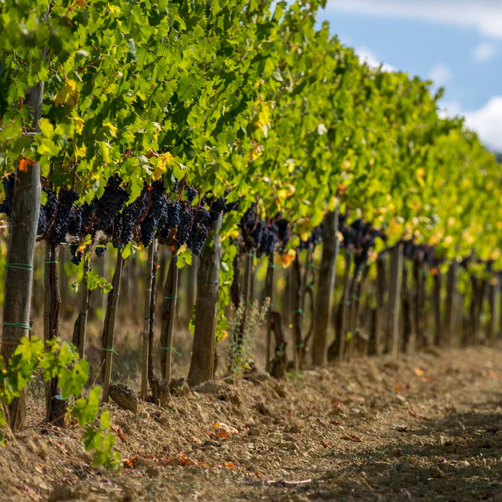 Canalicchio di Sopra Brunello di Montalcino 2019