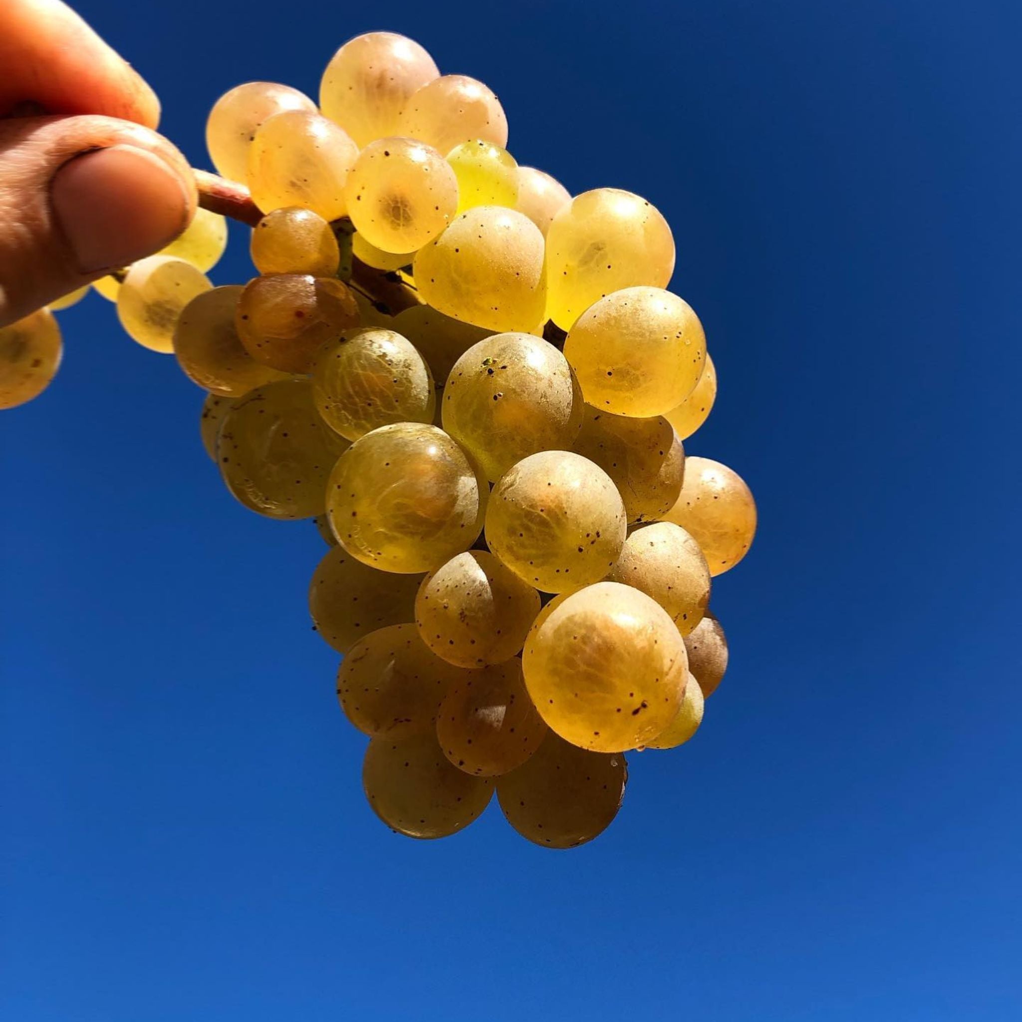 Benjamin Leroux Meursault 1er Cru Les Genevrières 2022