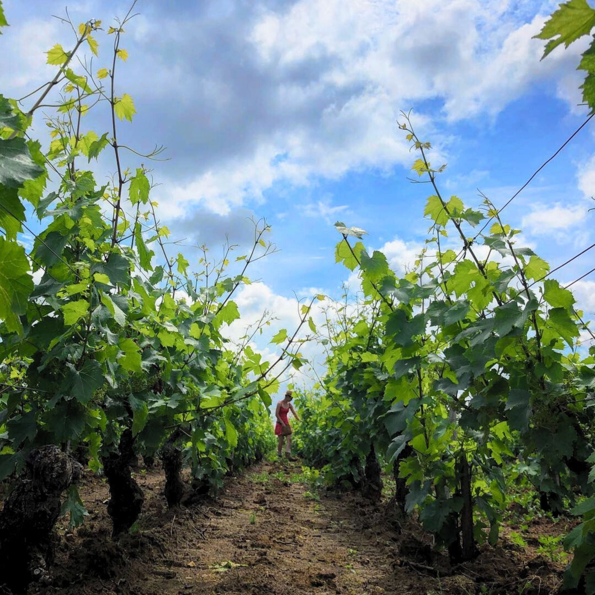 Benjamin Leroux Gevrey-Chambertin 2022