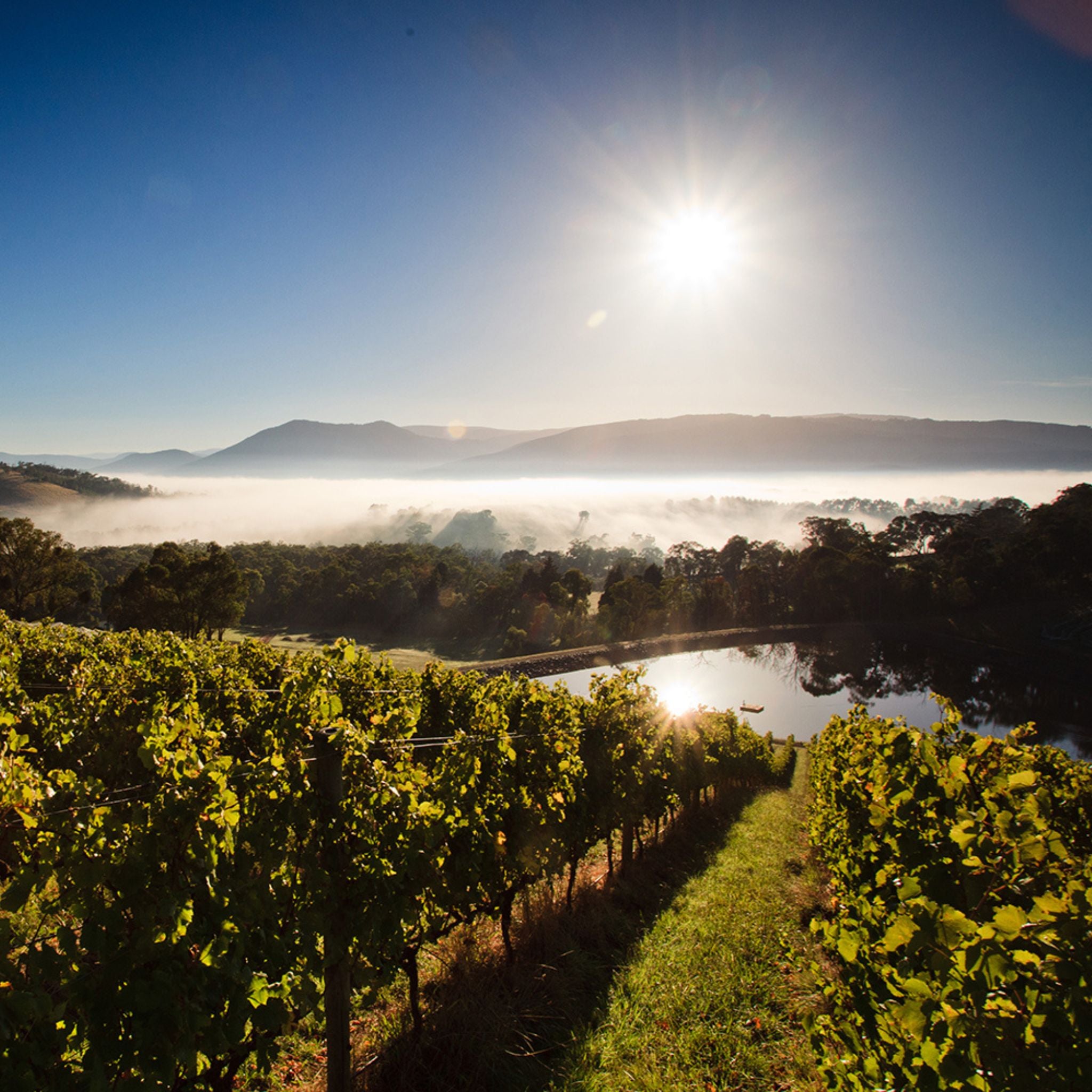 Giant Steps Wombat Creek Vineyard Pinot Noir 2022