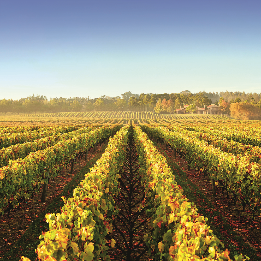 Kumeu River Maté's Vineyard Chardonnay 2022 - Kent Street Cellars