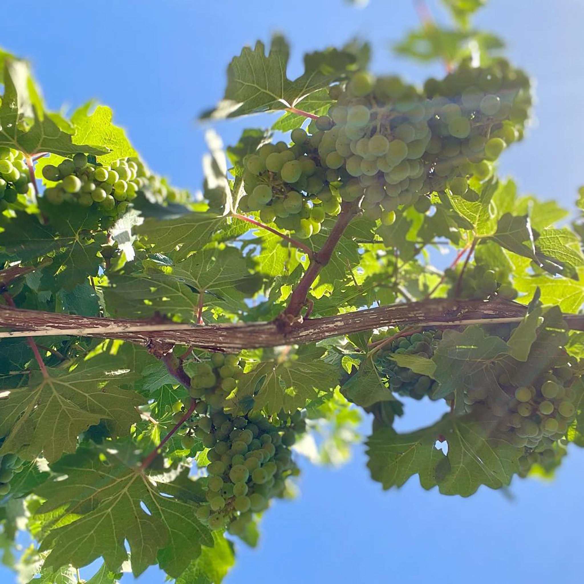 Lake's Folly Chardonnay 2024