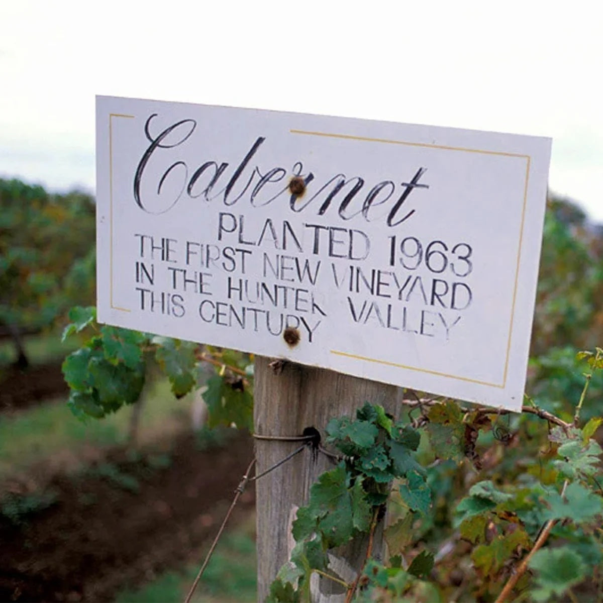 The Vineyard | LAKES FOLLY CABS
