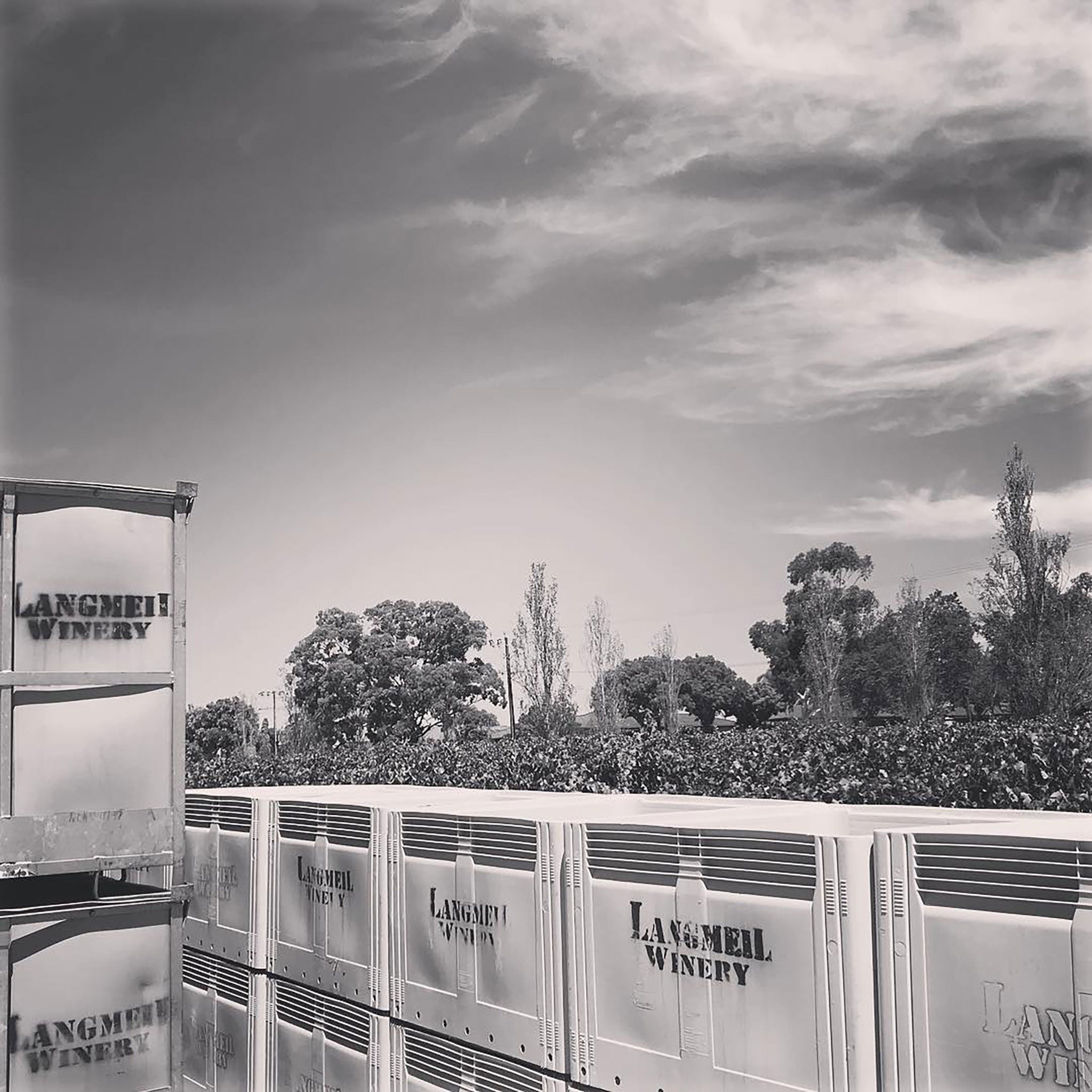 Langmeil Live Wire Barossa Valley Riesling 2024