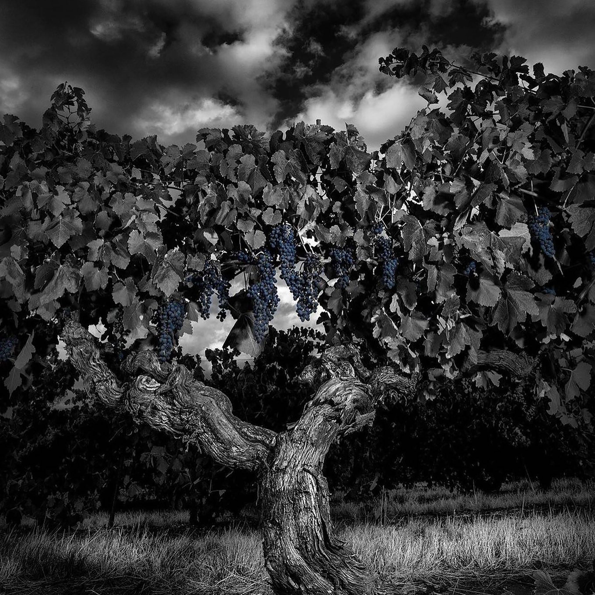 Langmeil Lineage Shiraz 2018