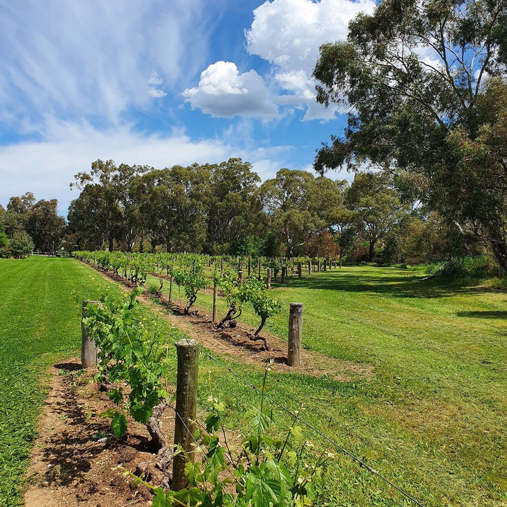 Langmeil Orphan Bank Shiraz 2014 - Kent Street Cellars