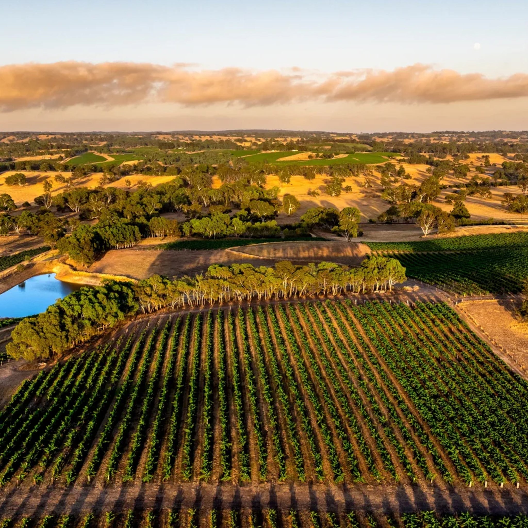Langmeil Live Wire Barossa Valley Riesling 2024