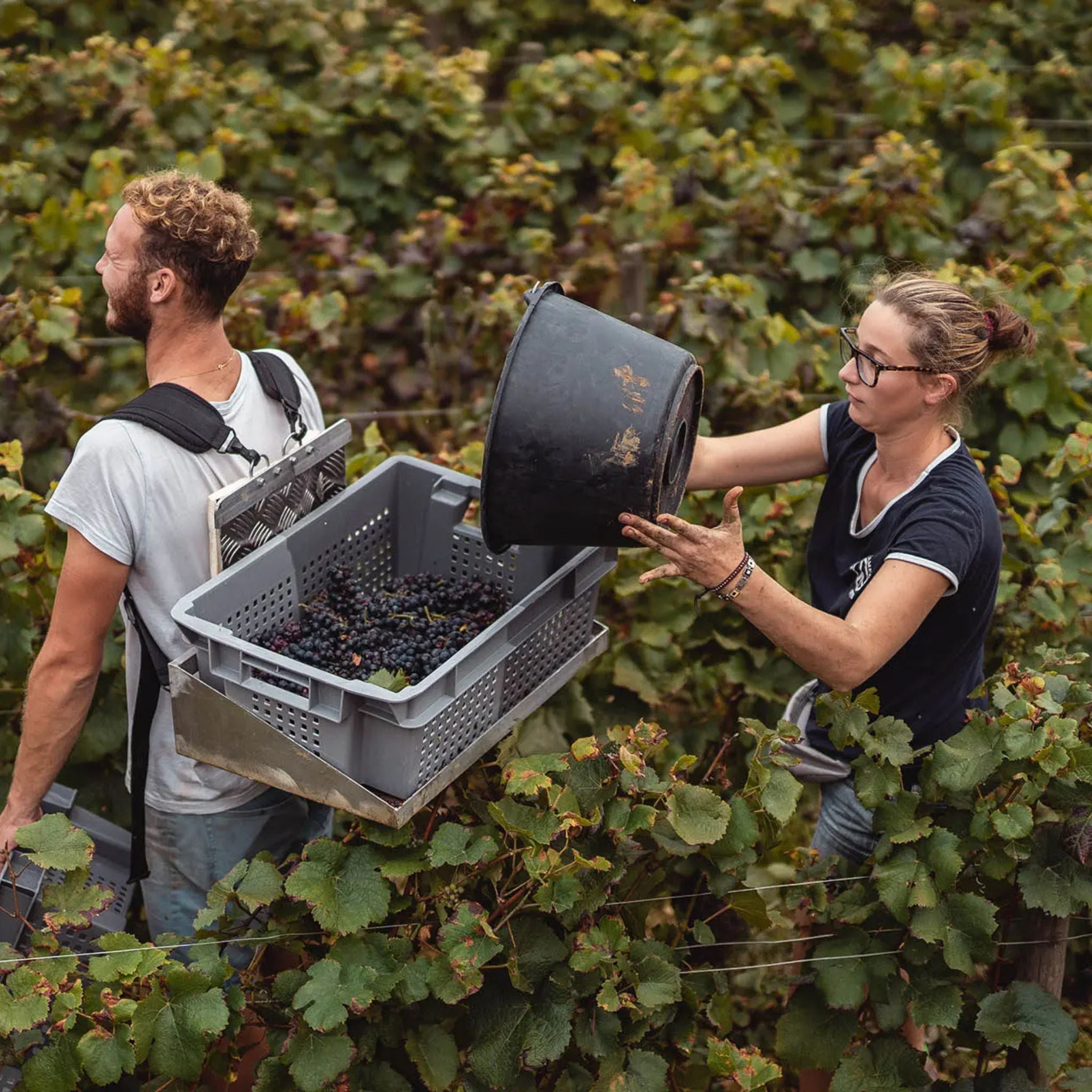 Sylvain Cathiard Chambolle Musigny 'Le Clos de l'Orme' 2022