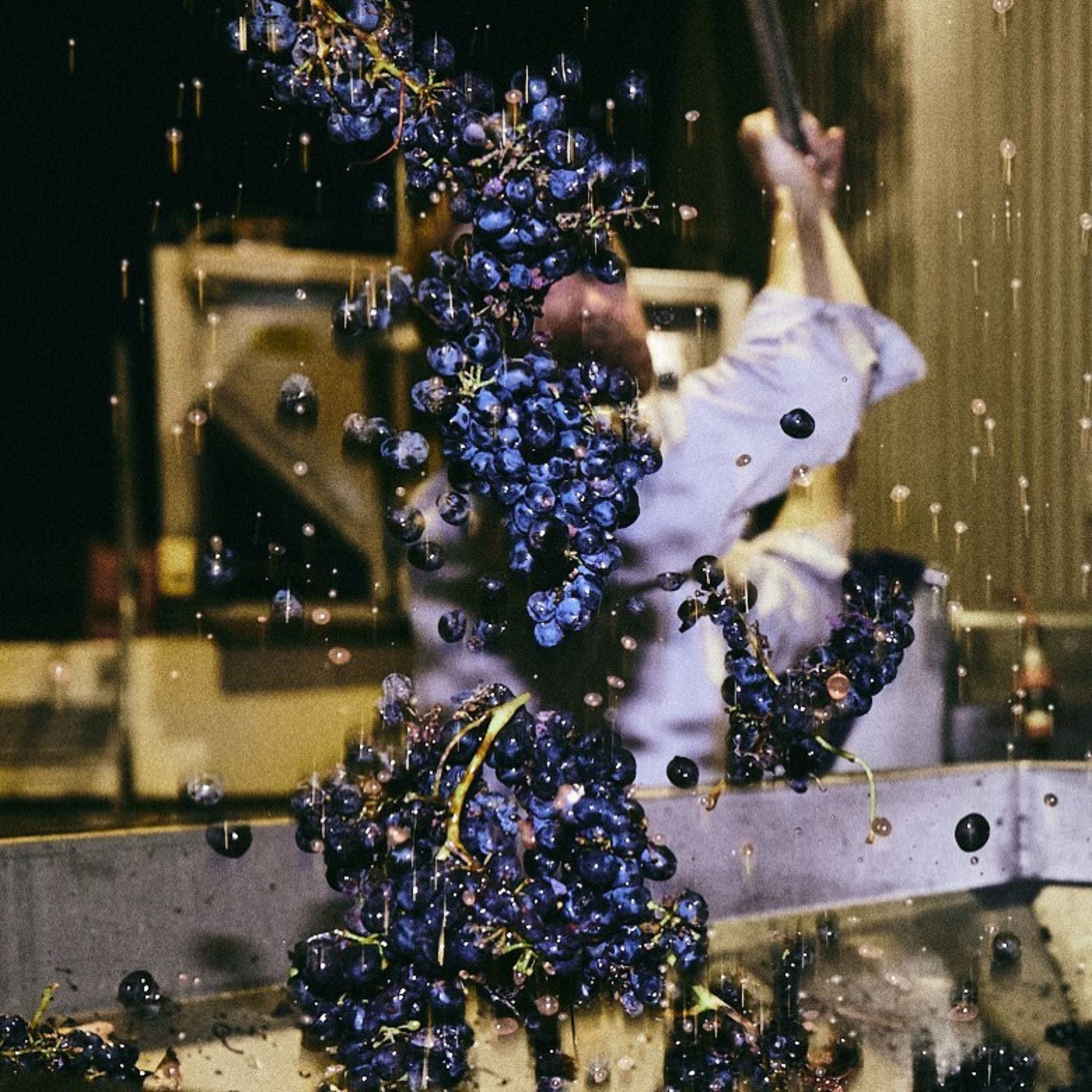 Clonakilla Shiraz Viognier 2023