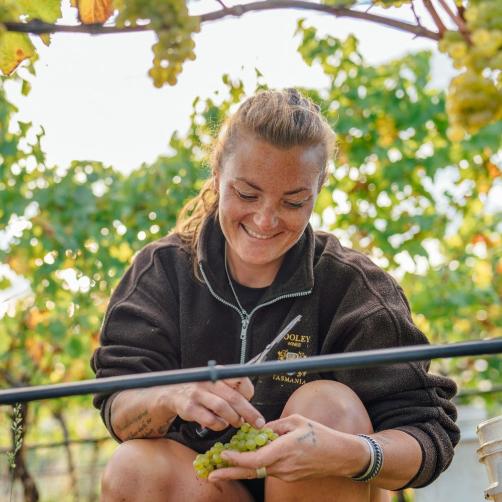 The 2023 Cooinda Vale Chardonnay is in top form, showcasing a sumptuous nose of roasted almond, fresh butter, sea spray, and jasmine. This elegant aromatic profile is followed by the signature grapefruit pith and mandarin notes, seamlessly blended with flavours of crème brûlée, macadamia, apricot, and salted lemon. - Kent Street Cellars