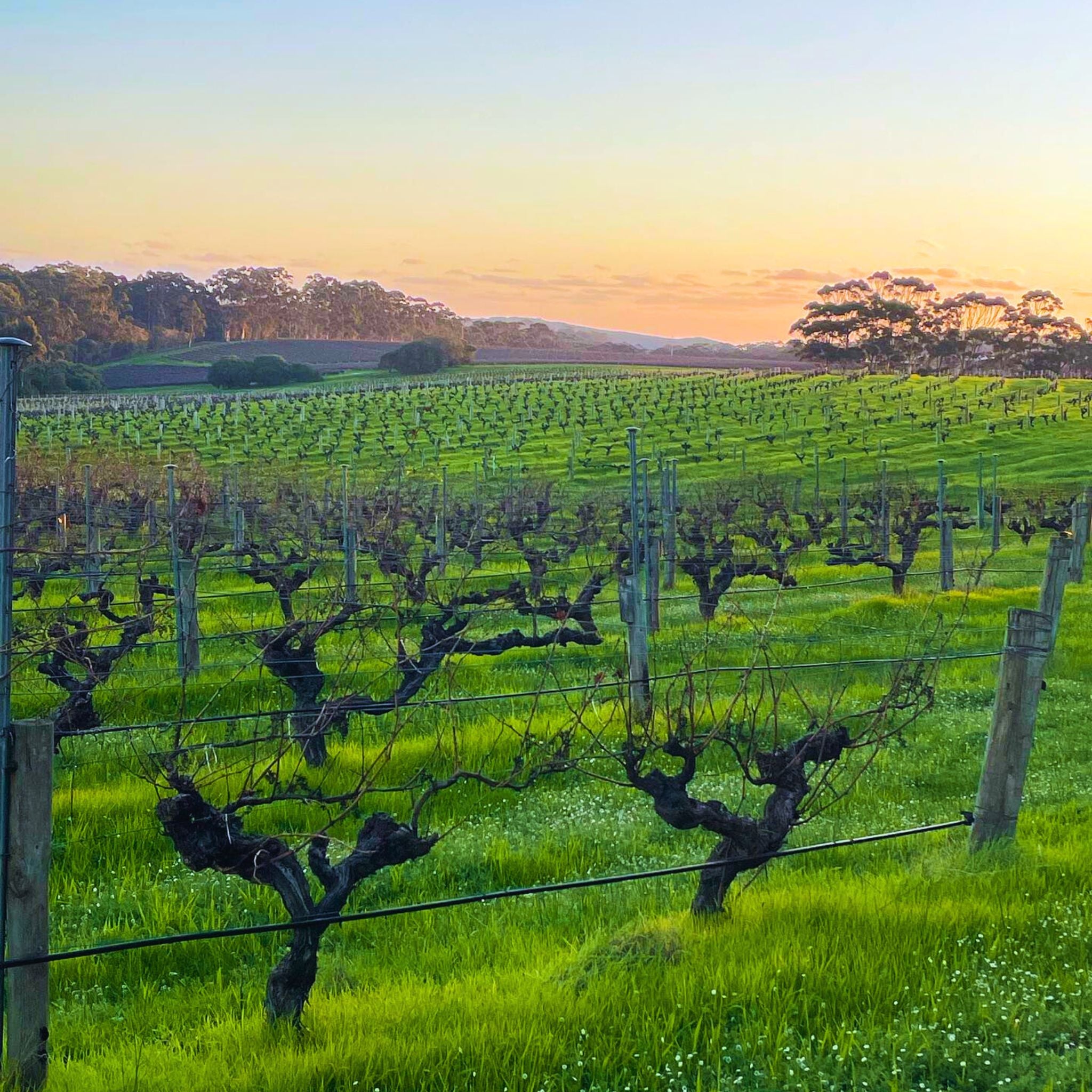 Leeuwin Estate Art Series Cabernet Sauvignon 2021