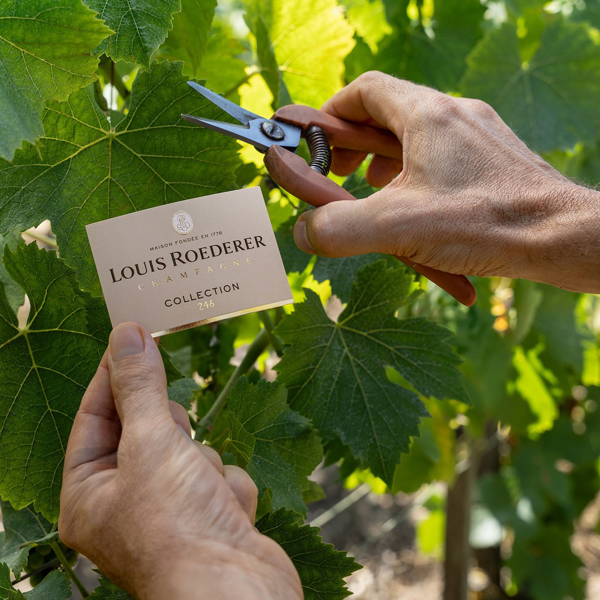 Louis Roederer Collection 246 NV