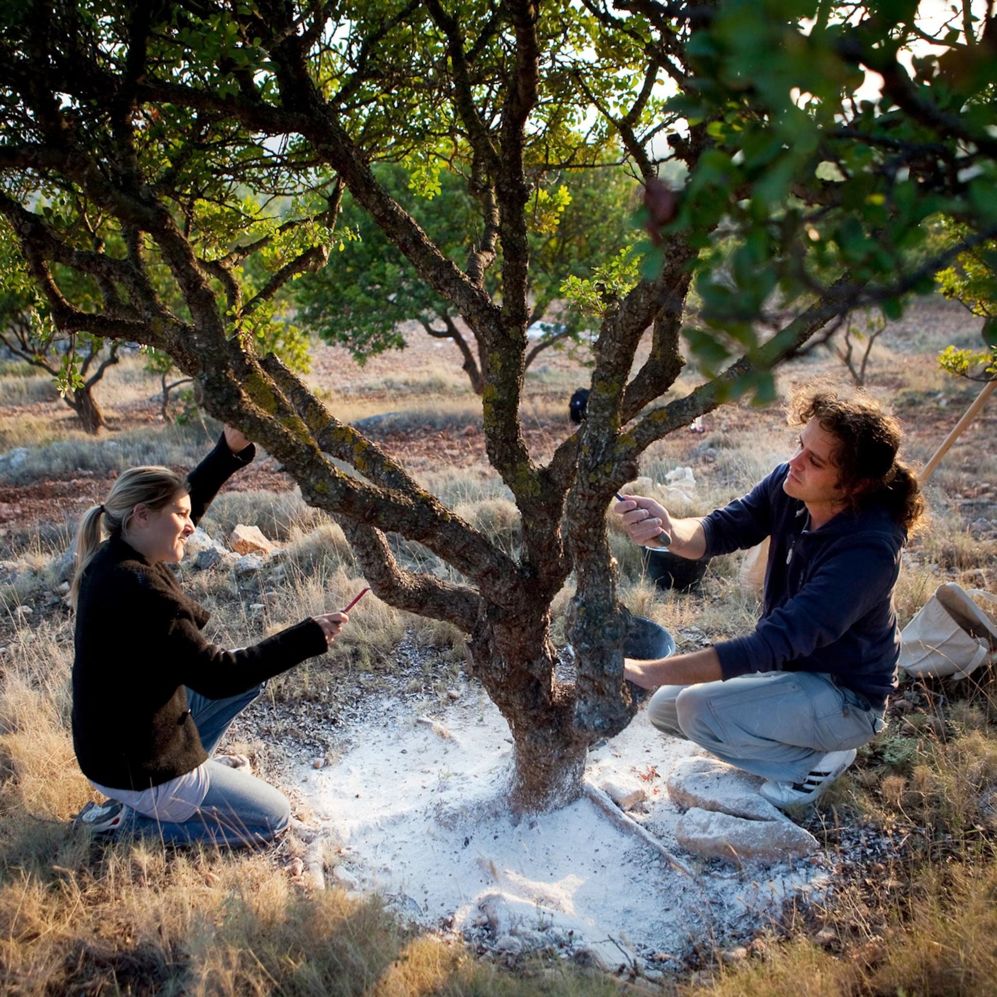 Mastic Tears Lemon Mastiha Spirit Liqueur 500ml