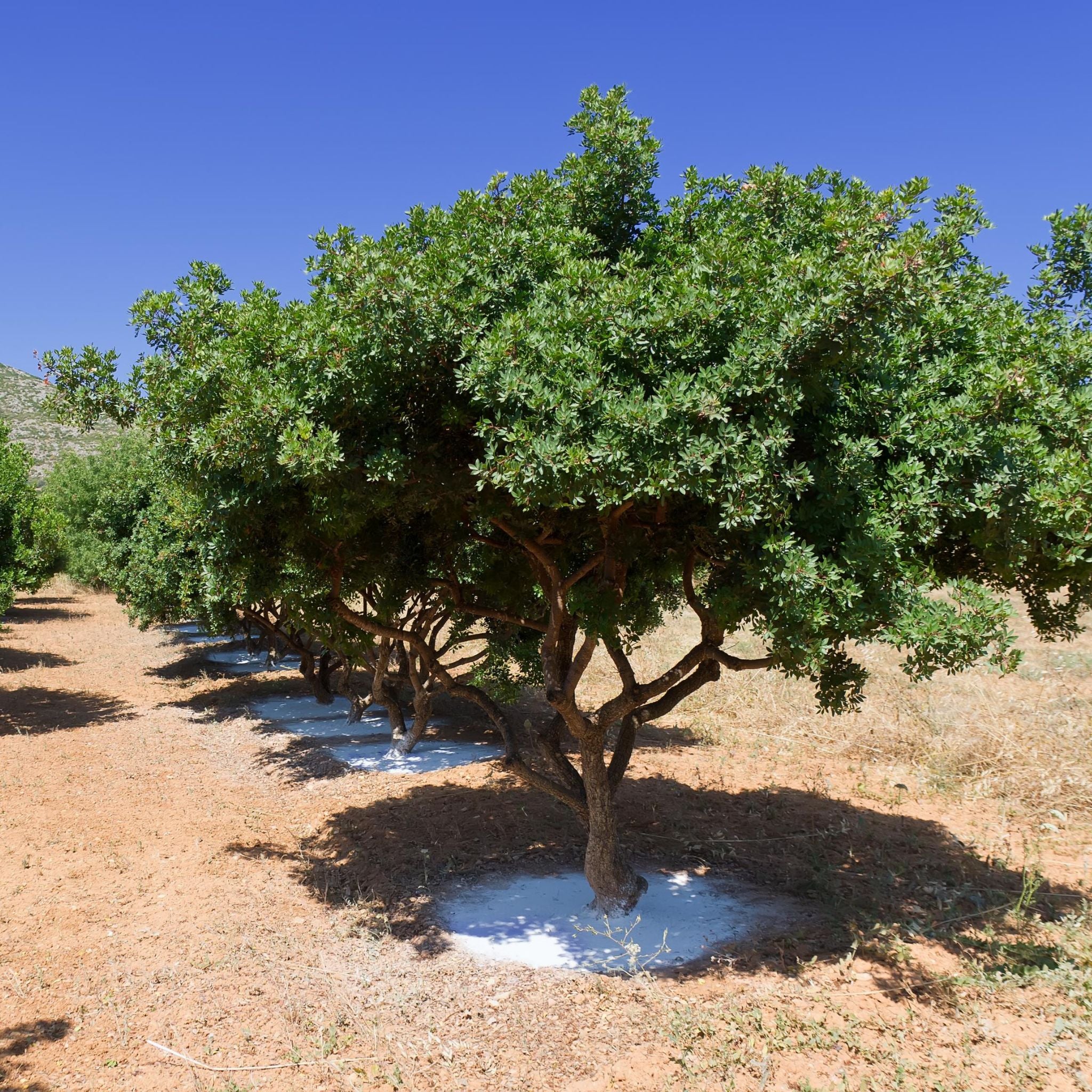 Mastic Tears Lemon Mastiha Spirit Liqueur 500ml