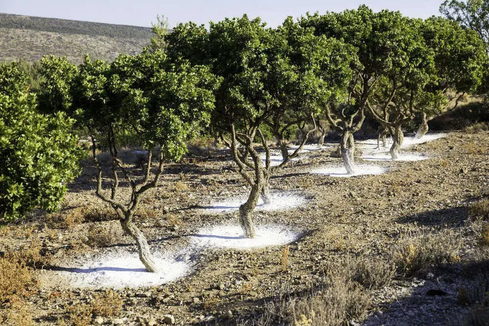 The Mastic Tree | Mastic Tears