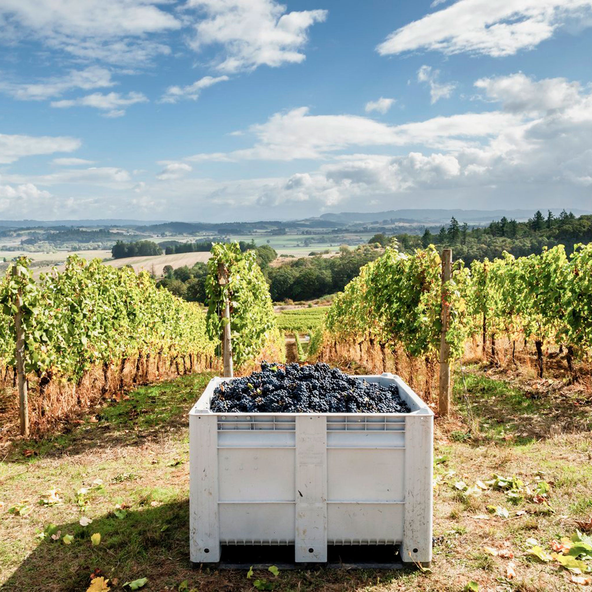 Montinore Estate Reserve Pinot Noir 2019