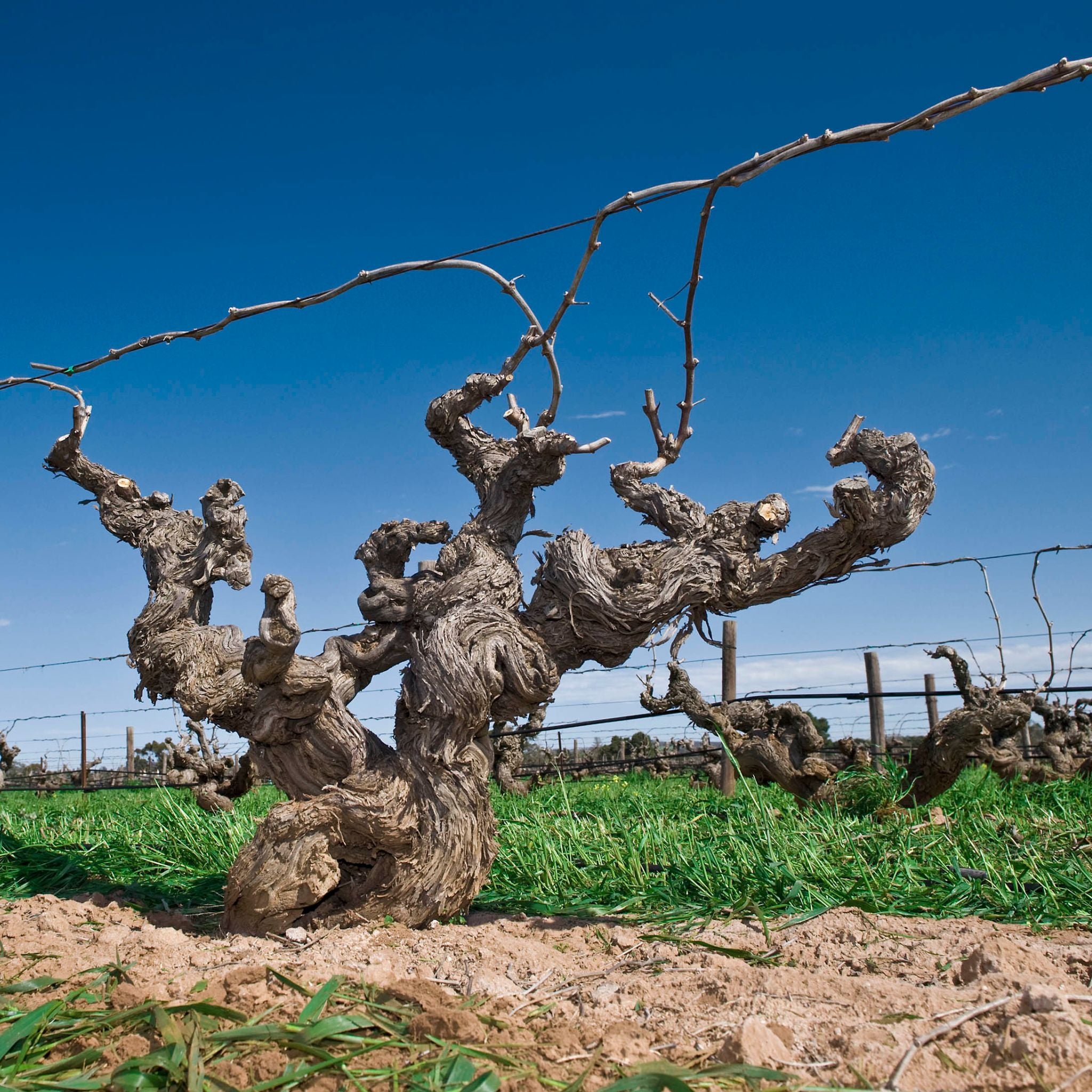 Ben Glaetzer Amon-Ra Shiraz 2022