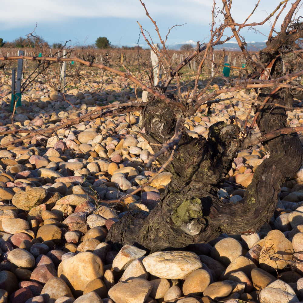 Domaine du Vieux Télégraphe Vineyard - Kent Street Cellars