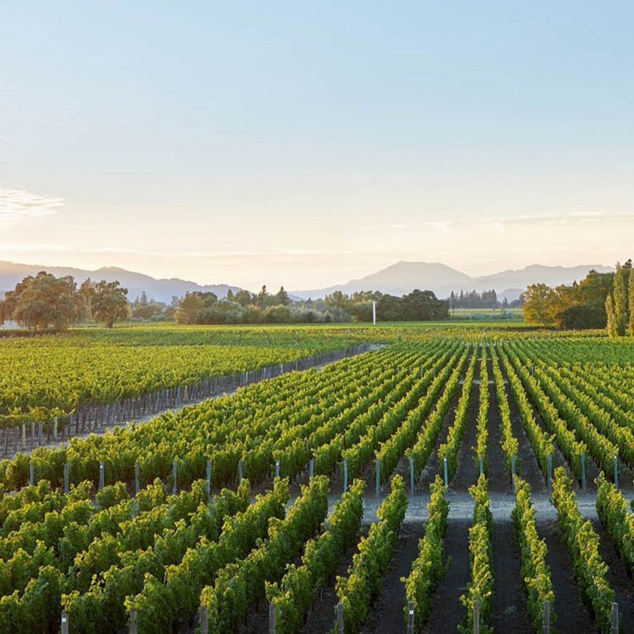The Vineyard | Opus One 2011