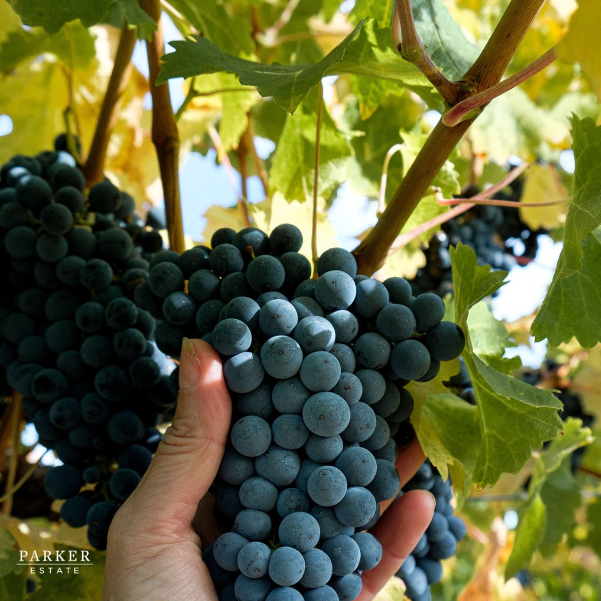 Parker Coonawarra Estate First Growth Cabernet Sauvignon 2021