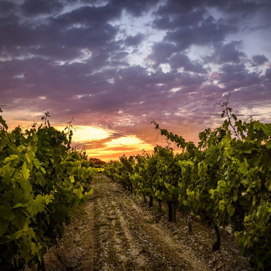 In the 2022 season, McLaren Vale temperatures rarely soared above 35°C – significantly lower than in the previous vintage. This coolness contributed to a delayed but unhurried harvest, allowing Shiraz and Cabernet Sauvignon fruit to be picked at an ideal time for quality. - Kent Street Cellars