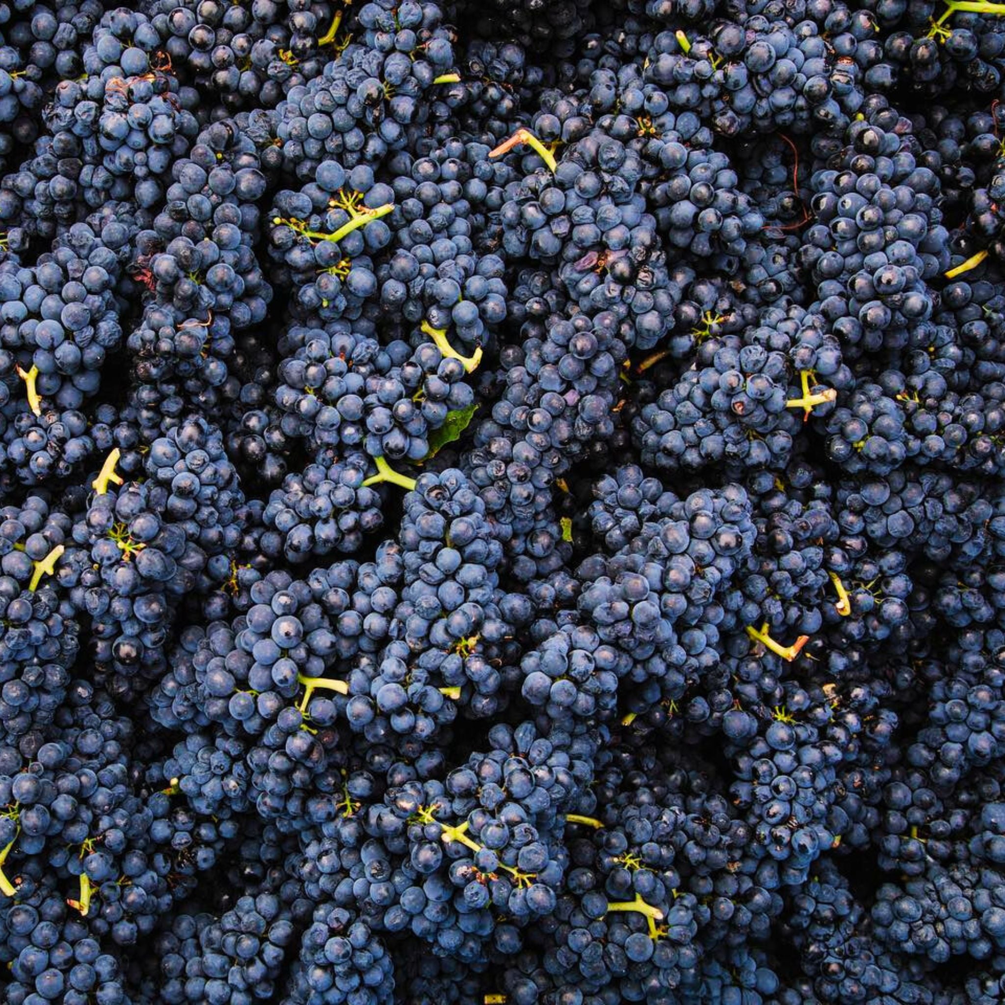 Tolpuddle Pinot Noir 2022 1.5L
