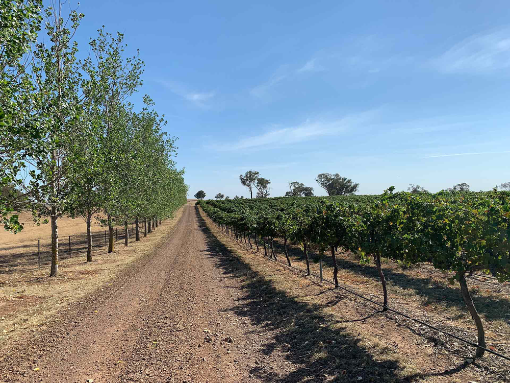 Printhie Topography Cabernet Sauvignon 2021