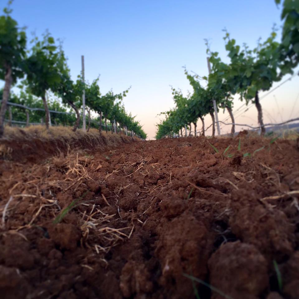 Lake's Folly Cabernets 2014
