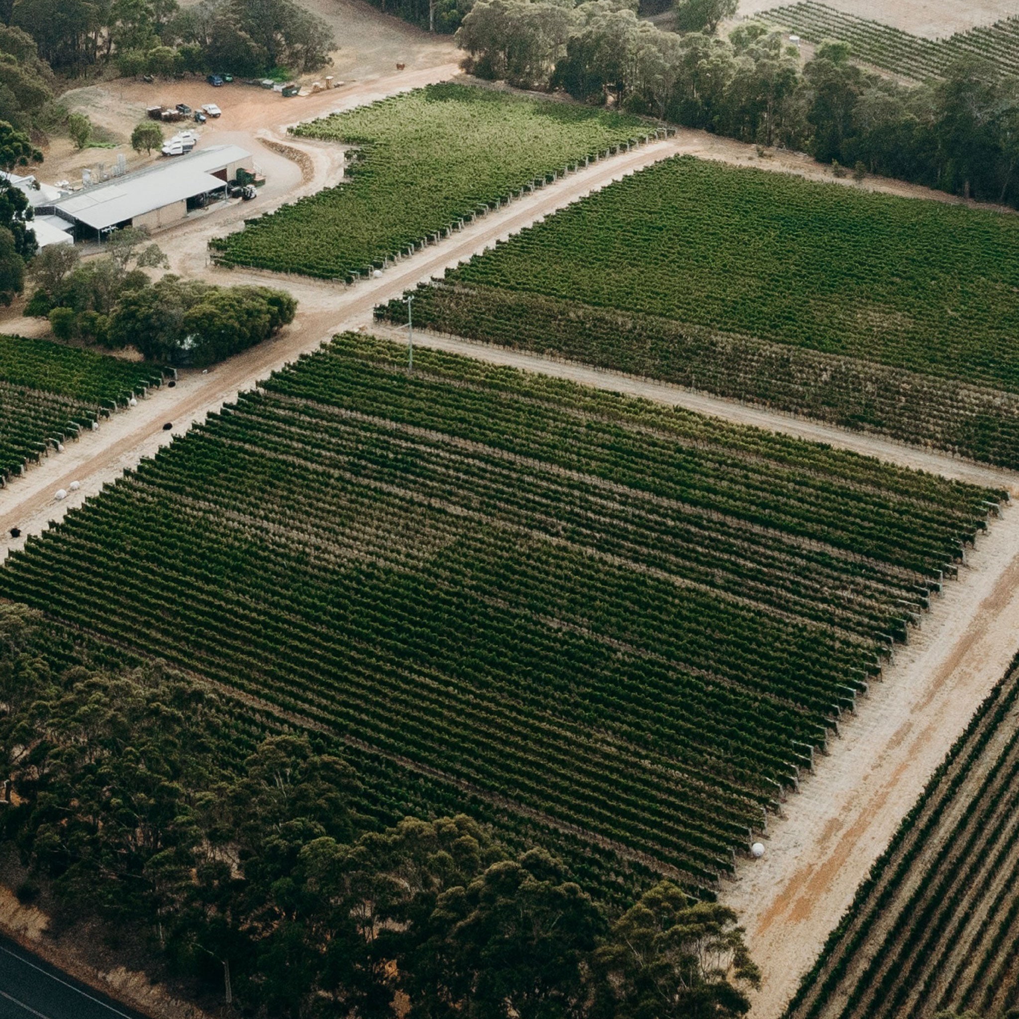The Vineyard | Pierro Fire Gully