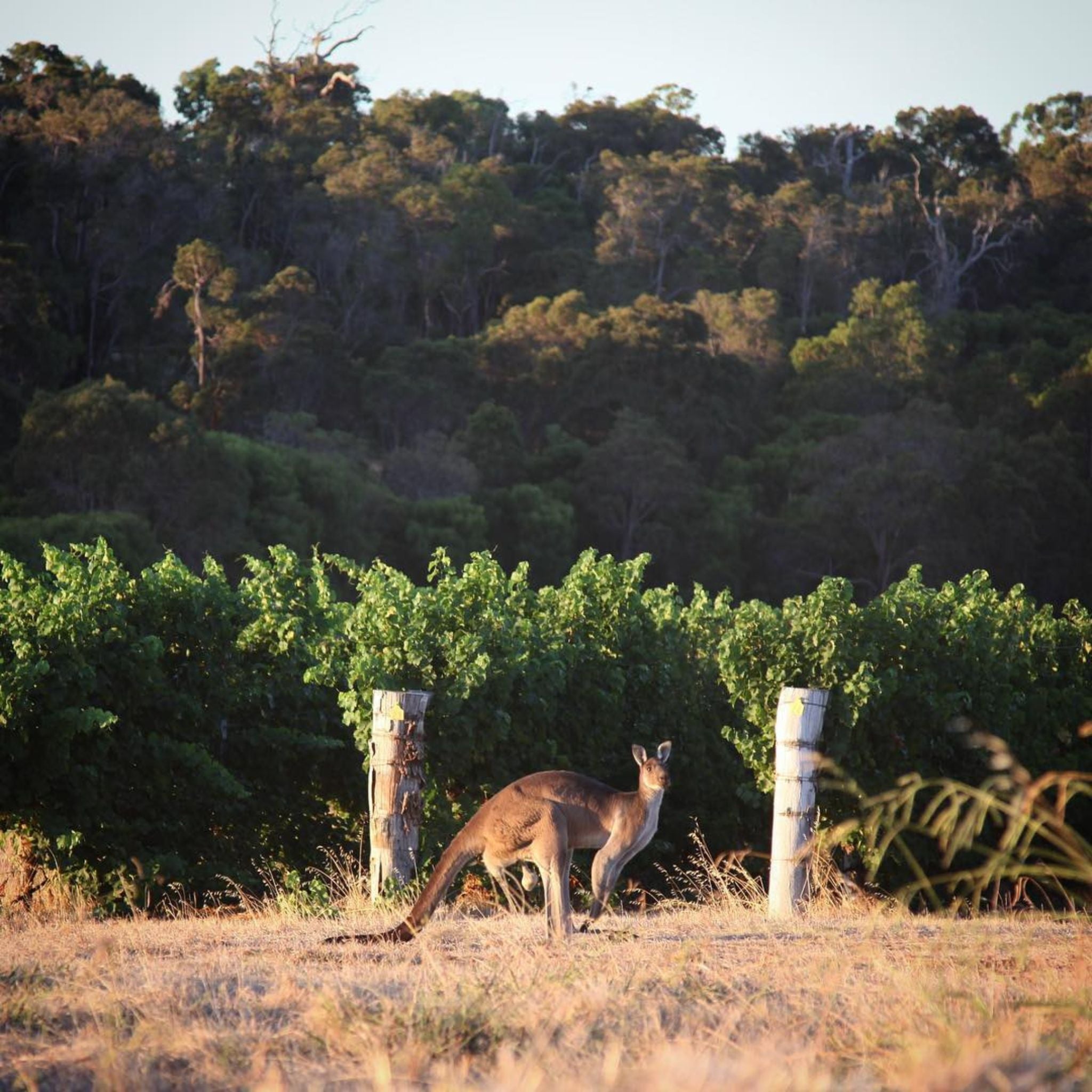 Pierro Fire Gully Shiraz 2022