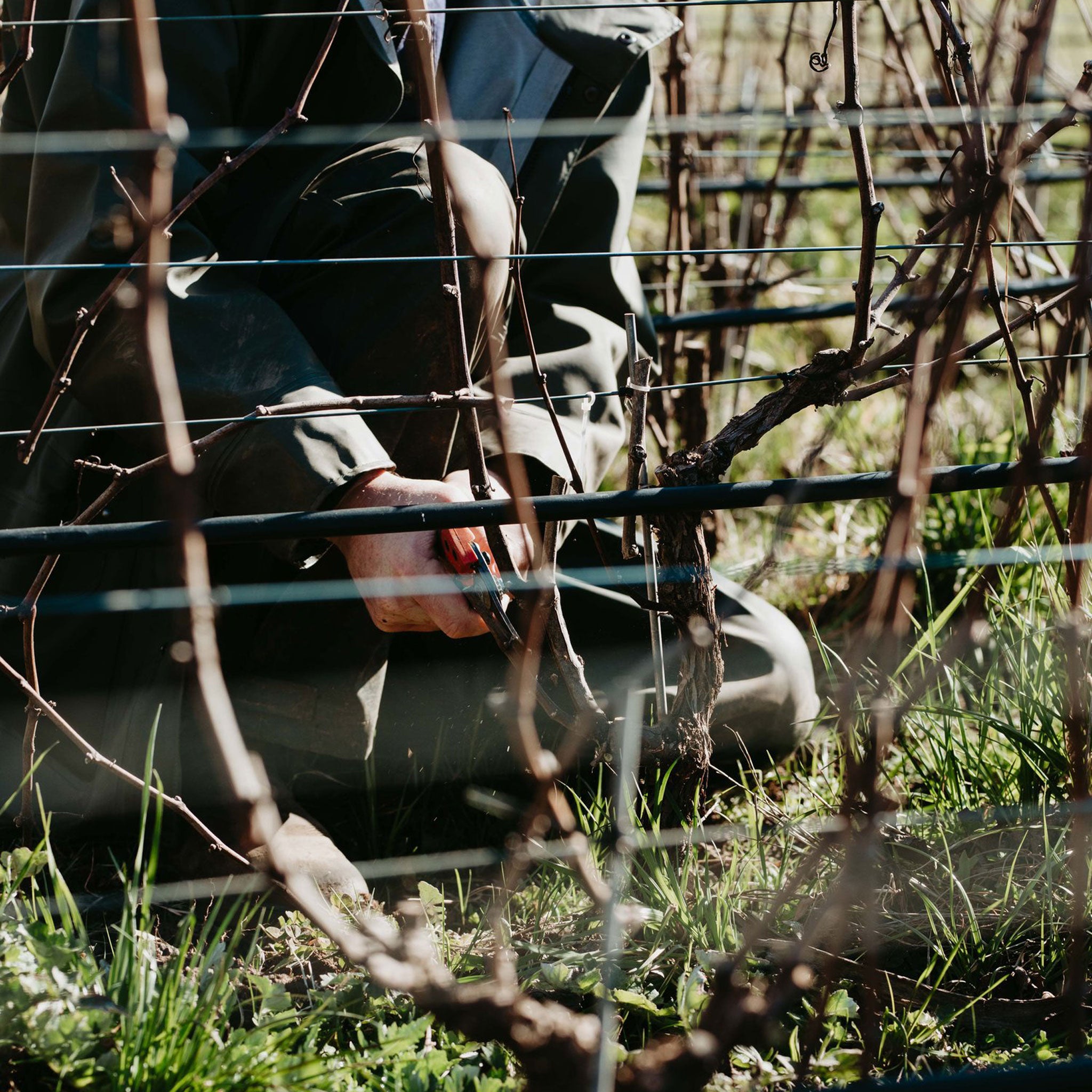 Place of Changing Winds Harcourt Marsanne Roussanne 2022