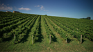 Giant Steps Primavera Vineyard Pinot Noir 2022 - Kent Street Cellars