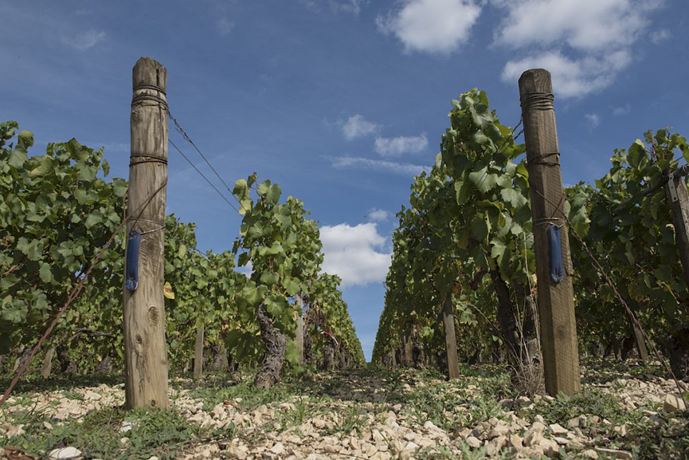 Domaine des Hâtes Pierrick Laroche Chablis 2022